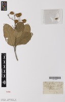 Type of Pityranthe verrucosa Thwaites [family TILIACEAE]