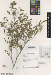 Isotype of Triplarina calophylla A.R.Bean [family MYRTACEAE]