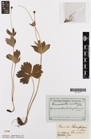 Type of Ranunculus lerchenfeldianus Schur [family RANUNCULACEAE]