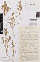 Isotype of Salsola halimocnemis Botsch. [family CHENOPODIACEAE]