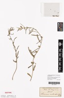 Isotype of Sesamum antirrhinoides Welw. ex Asch. [family PEDALIACEAE]