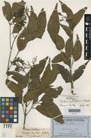 Lectotype of Flindersia pimenteliana F.Muell. [family RUTACEAE]