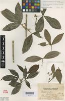 Syntype of Melicope pubescens F.M.Bailey [family RUTACEAE]