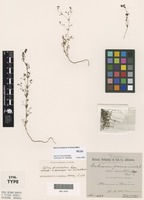 Syntype of Galium parisiense Ewart and Jean White var. australe [family RUBIACEAE]