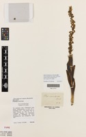 Isotype of Disa aconitoides Sond. [family ORCHIDACEAE]