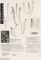 Isolectotype of Pleuropappus phyllocalymmeus F.Muell. [family ASTERACEAE]