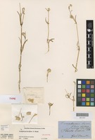 Lectotype of Gomphrena breviflora F.Muell. [family AMARANTHACEAE]