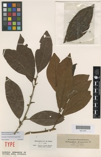 Isosyntype of Tetranthera ferruginea R.Br. [family LAURACEAE]