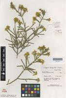 Isotype of Calytrix chrysantha Craven [family MYRTACEAE]