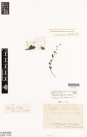 Lectotype of Myosotis forsteri Lehm. [family BORAGINACEAE]