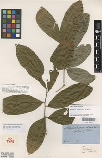 Isotype of Nephelium beckleri Benth. [family SAPINDACEAE]