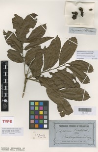 Isolectotype of Cupania cordieri F.Muell. [family SAPINDACEAE]