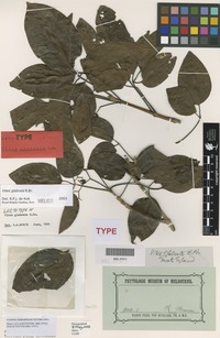Lectotype of Vitex glabrata R.Br. [family LAMIACEAE]