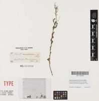 Isotype of Sisymbrium exasperatum Sond. [family BRASSICACEAE]
