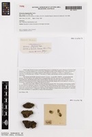 Holotype of Grimmia lawiana J.H.Willis [family GRIMMIACEAE]