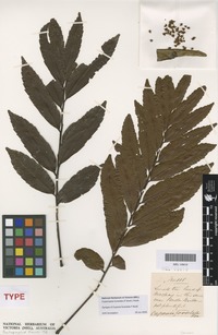 Syntype of Cupania foveolata F.Muell. [family SAPINDACEAE]