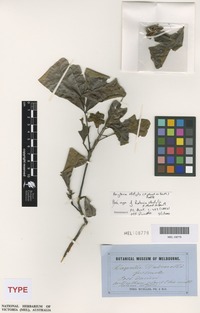 Syntype of Ratonia distylis Benth. [family SAPINDACEAE]