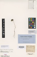 Isotype of Schoenia chlorocephala Turcz. [family ASTERACEAE]