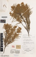 Holotype of Acacia hunteriana Wakef. [family FABACEAE]