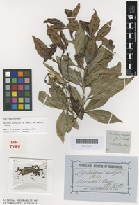 Syntype of Ratonia distylis Benth. [family SAPINDACEAE]