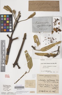 Holotype of Eucalyptus erythrocorys F.Muell. [family MYRTACEAE]