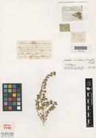 Lectotype of Blitum cristatum F.Muell. [family AMARANTHACEAE]