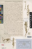 Holotype of Chenopodium rhadinostachyum F.Muell. [family AMARANTHACEAE]