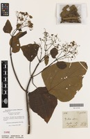 Isotype of Montagnaea excelsa Ernst [family ASTERACEAE]