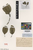 Holotype of Coprosma putida C.Moore & F.Muell. [family RUBIACEAE]