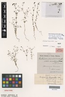 Syntype of Galium parisiense Ewart and Jean White var. australe [family RUBIACEAE]