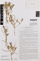 Isotype of Salsola halimocnemis Botsch. [family CHENOPODIACEAE]