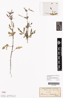 Type of Sesamum triphyllum Welw. ex Asch. [family PEDALIACEAE]