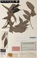 Isotype of Guioa plurinervis Radlk. [family SAPINDACEAE]