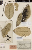 Isotype of Sarcopteryx holconeura Radlk. [family SAPINDACEAE]