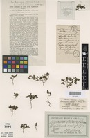 Syntype of Coprosma moorei F.Muell. ex Rodway [family RUBIACEAE]