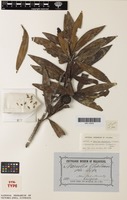 Syntype of Nauclea chalmersii F.Muell. [family RUBIACEAE]