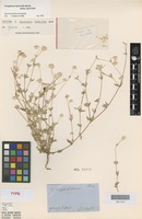 Isotype of Gomphrena leptoclada Benth. [family AMARANTHACEAE]