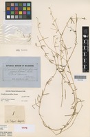 Lectotype of Gomphrena parviflora Benth. [family AMARANTHACEAE]