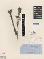 Isotype of Leucopogon compactus Stschegl. [family ERICACEAE]