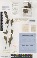 Isolectotype of Neoroepera buxifolia Muell.Arg. & F.Muell. [family PICRODENDRACEAE]