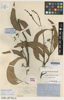 Holotype of Eucalyptus signata F.Muell. [family MYRTACEAE]