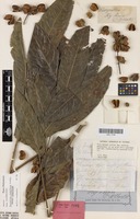 Isotype of Harpullia angustifolia Radlk. [family SAPINDACEAE]