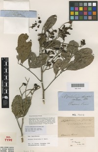 Isotype of Nephelium beckleri Benth. [family SAPINDACEAE]