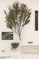 Isotype of Acacia boormanii Maiden [family FABACEAE]