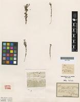 Lectotype of Leucopogon oppositifolius Sond. var. pubescens [family ERICACEAE]
