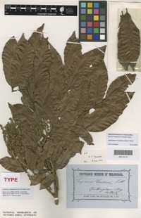 Isolectotype of Cupania cordieri F.Muell. [family SAPINDACEAE]