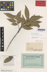 Isotype of Toechima dasyrrhache Radlk. [family SAPINDACEAE]