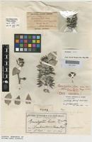 Isotype of Eucalyptus gillii Maiden [family MYRTACEAE]