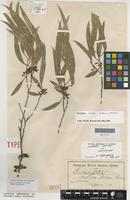 Isolectotype of Eucalyptus rubida H.Deane & Maiden [family MYRTACEAE]