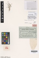Syntype of Galium parisiense Ewart and Jean White var. australe [family RUBIACEAE]
